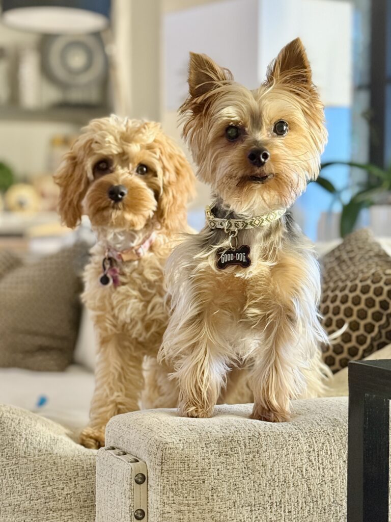 Stetson + Sadie