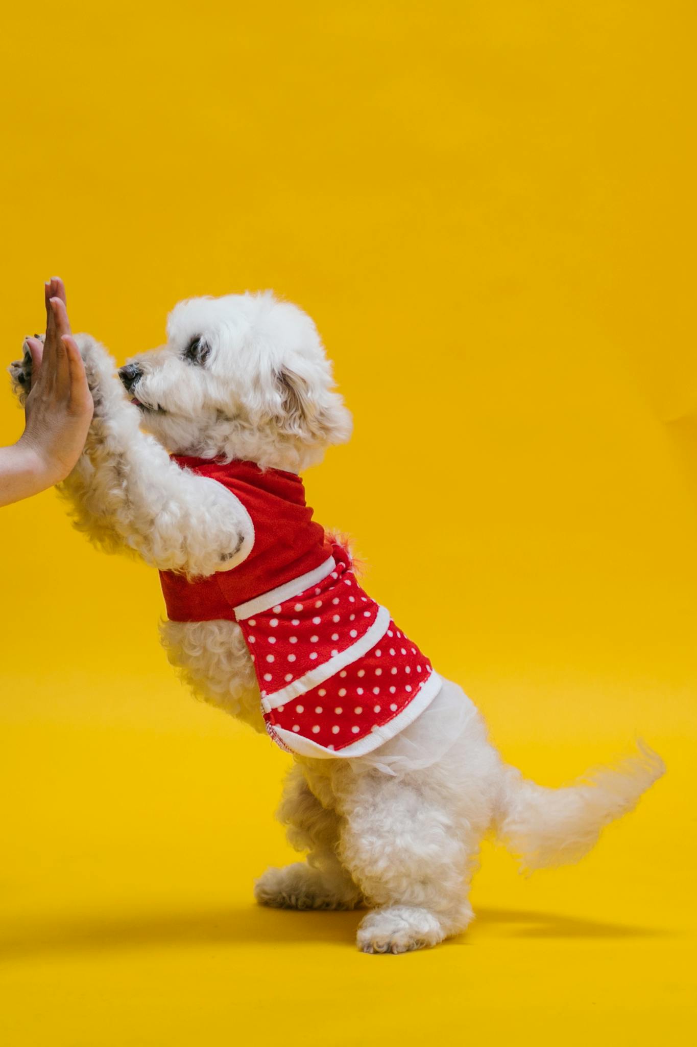 A cute white poodle dressed in a red polka dot outfit gives a high-five against a vibrant yellow background.