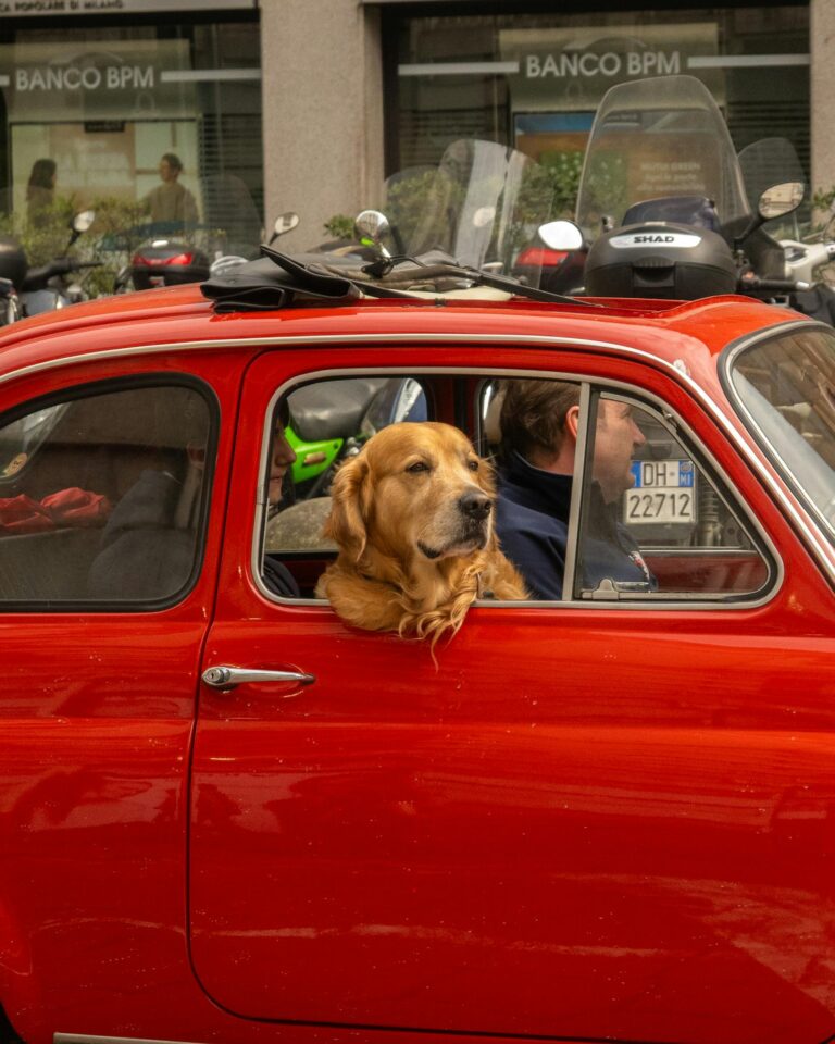 A golden retriever peeks from a red vintage car window in a bustling city.