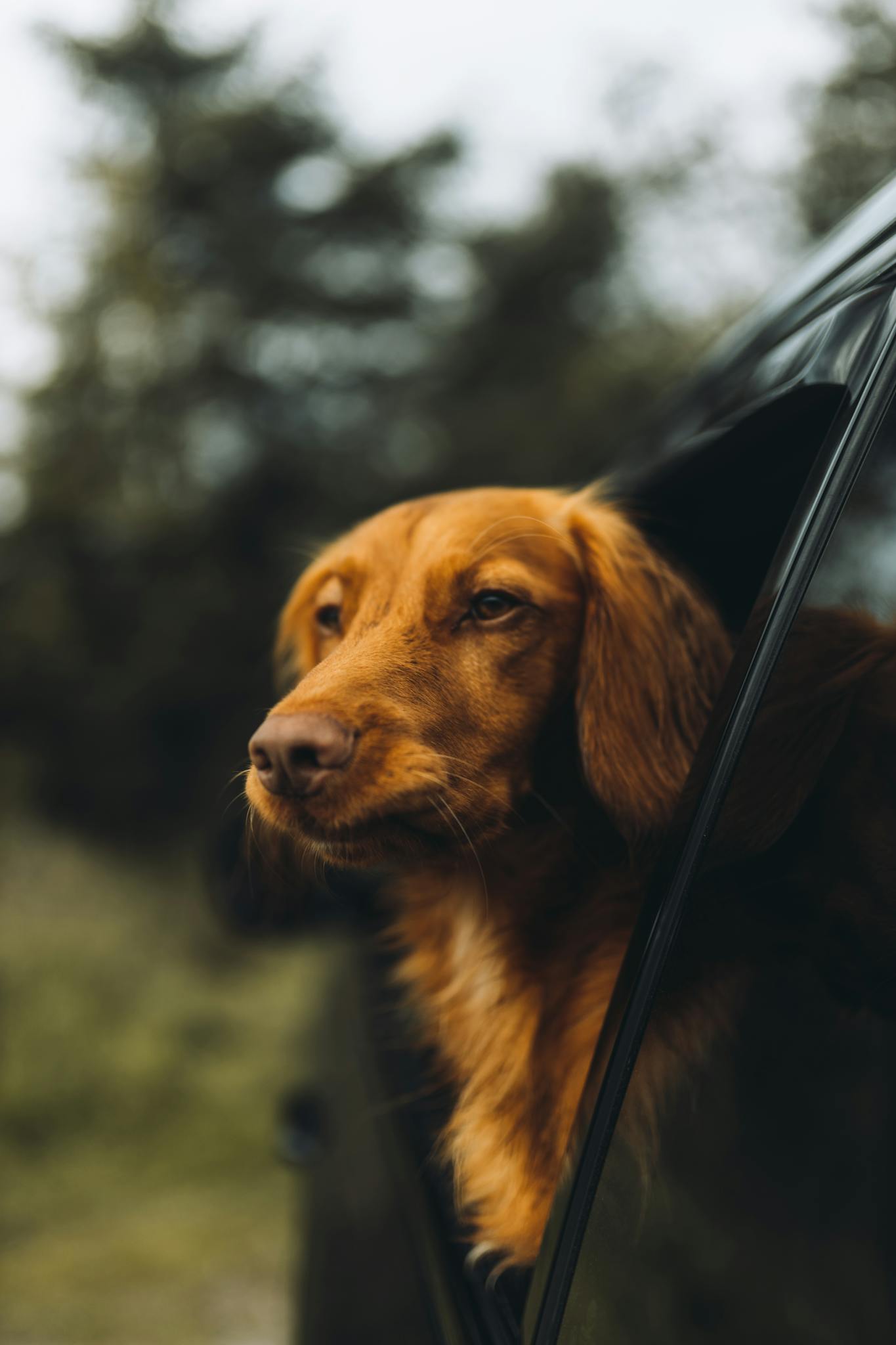 A golden retriever pokes its head out of a car window, enjoying a scenic drive.