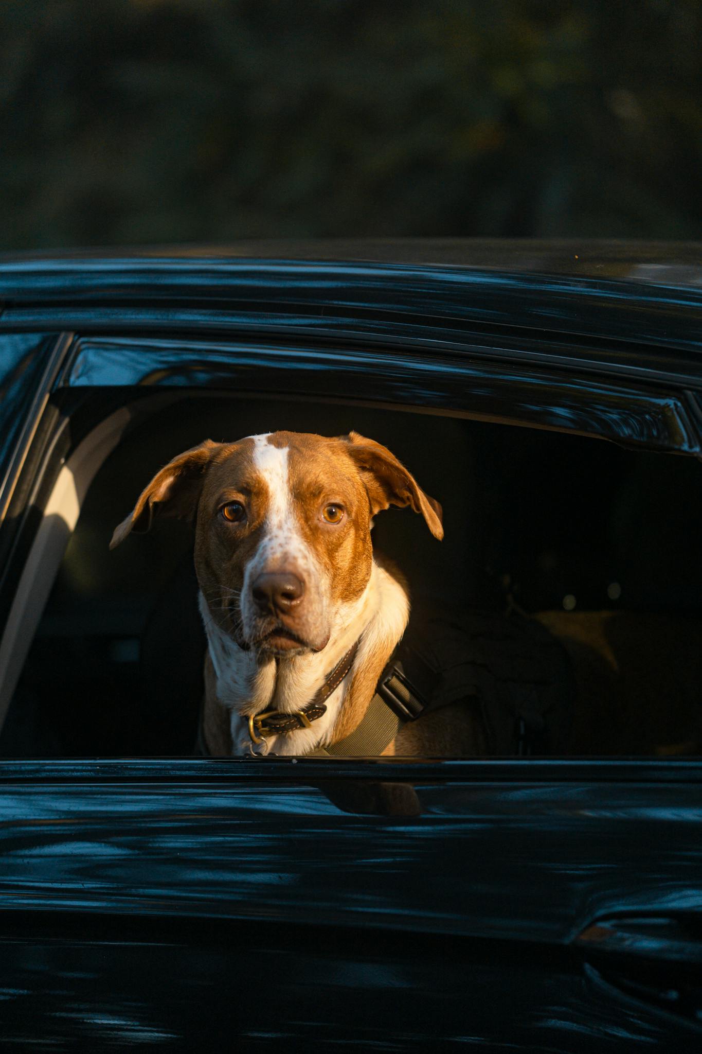 A pitbull dog curiously looks out from a car window, enjoying the ride.