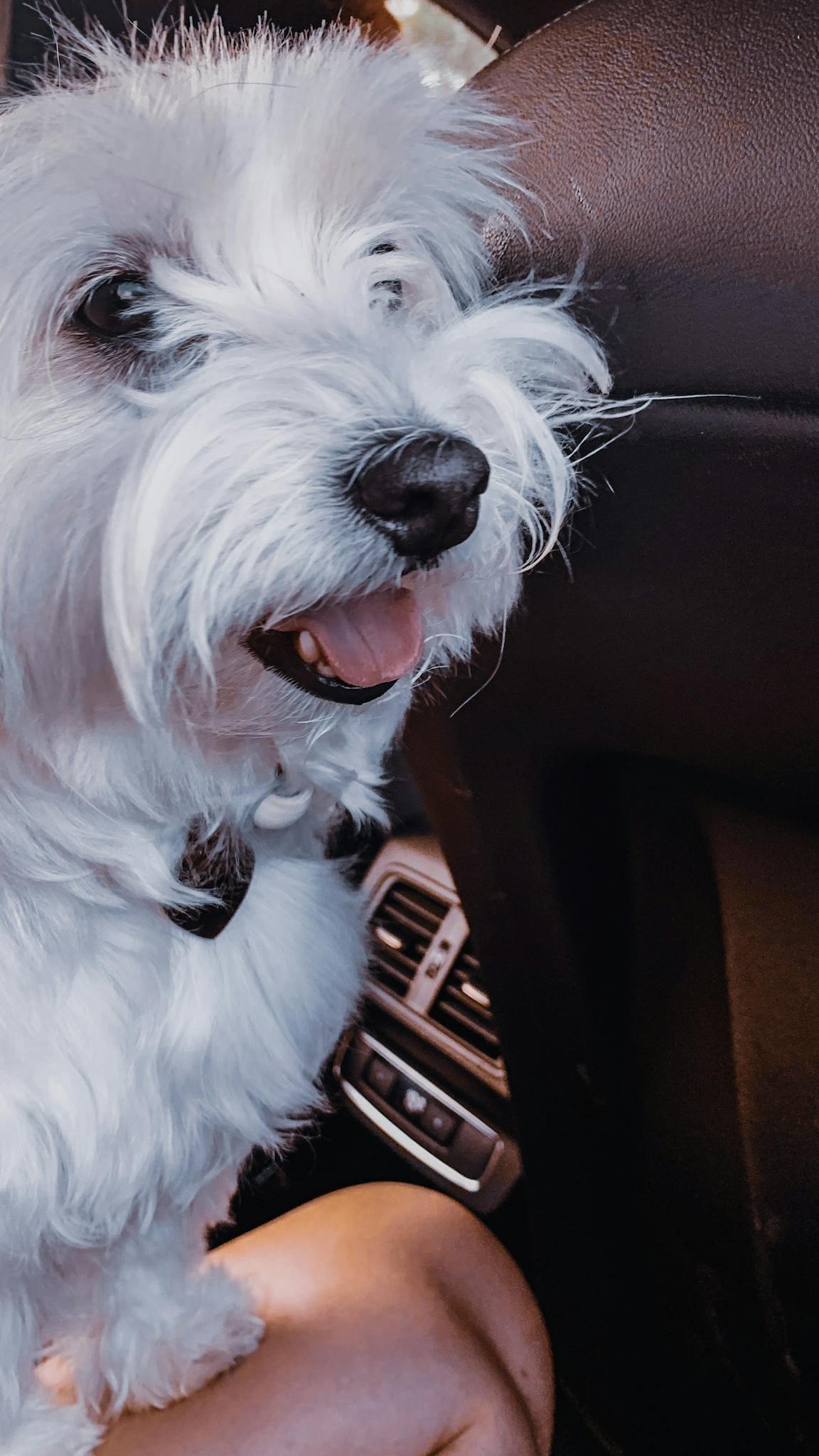 Adorable white dog enjoying a car ride with tongue out and happy expression.