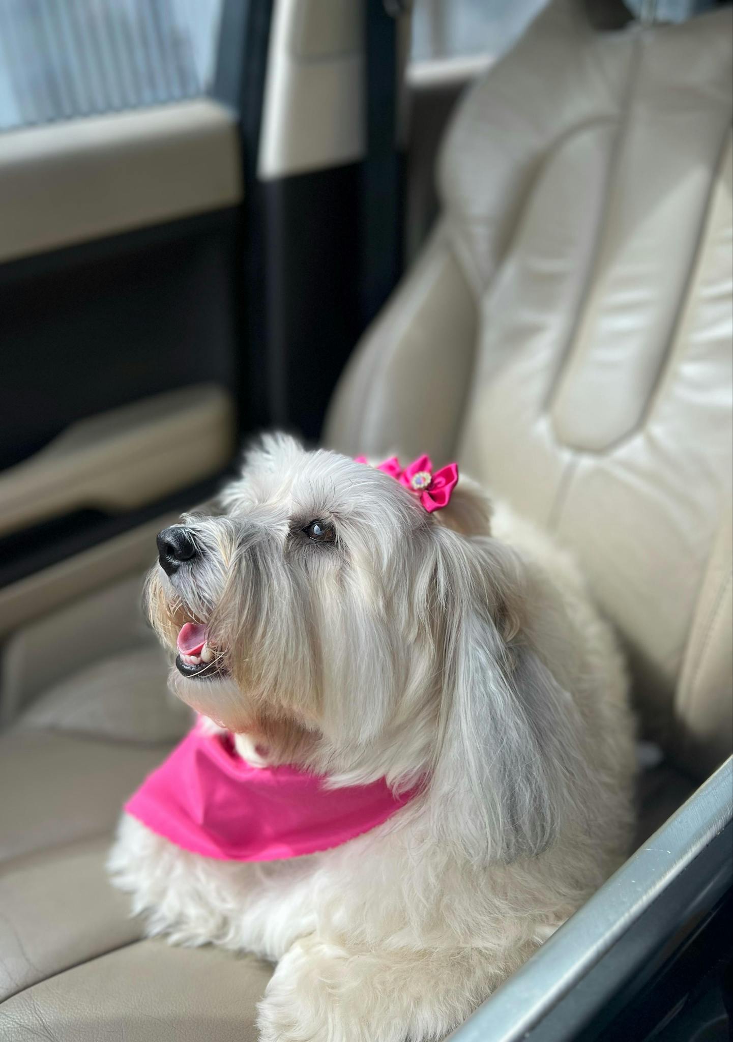 Adorable white dog with pink bow and scarf sitting in a car seat, looking cheerful.
