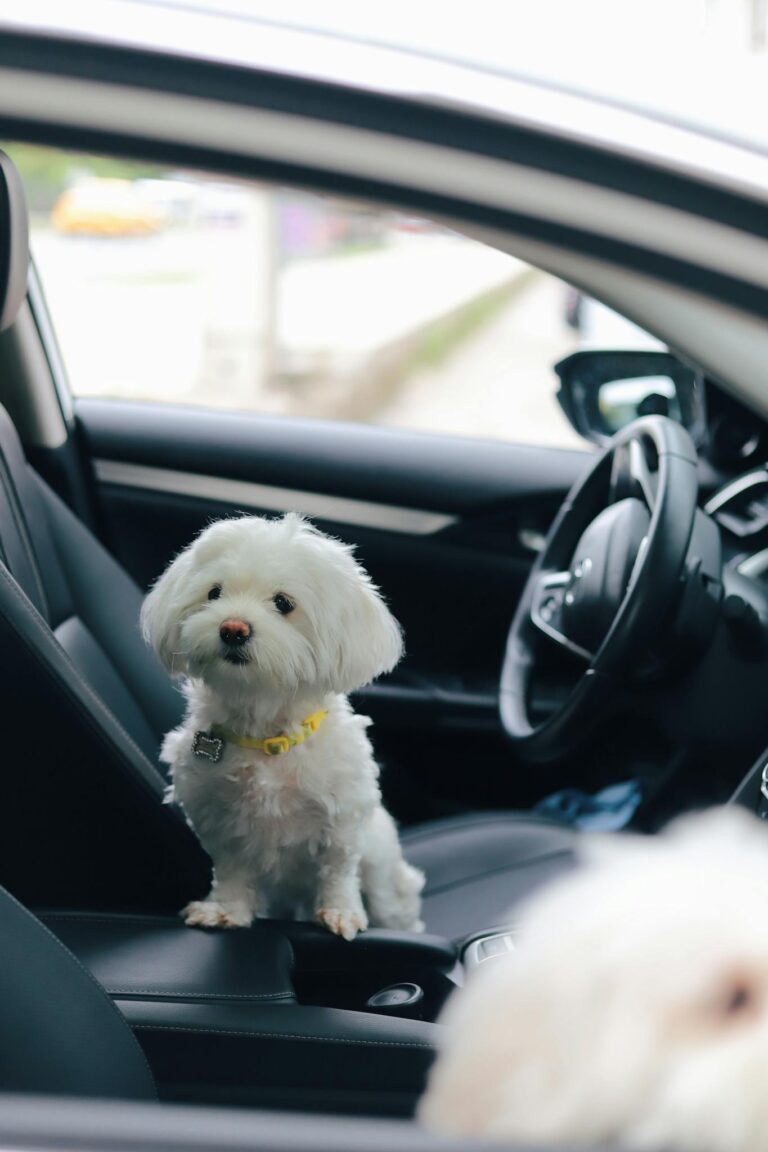 Cute Maltese dog sitting inside a car on the seat, shows a playful moment in urban lifestyle.